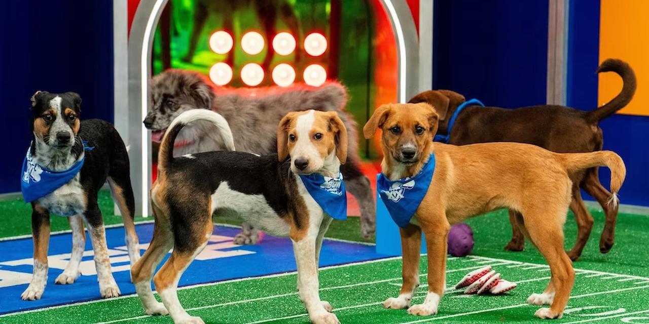 Puppy Bowl XX Promotional image