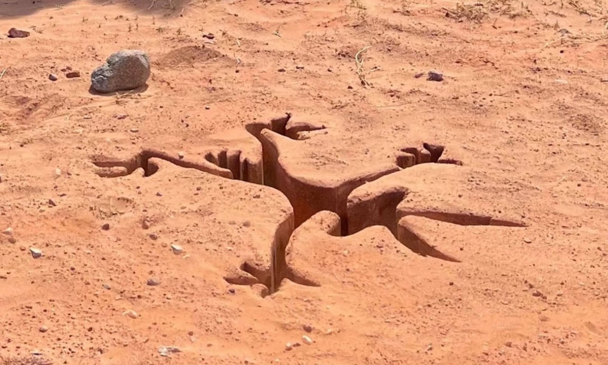 Coyote Vs Acme Poster Header