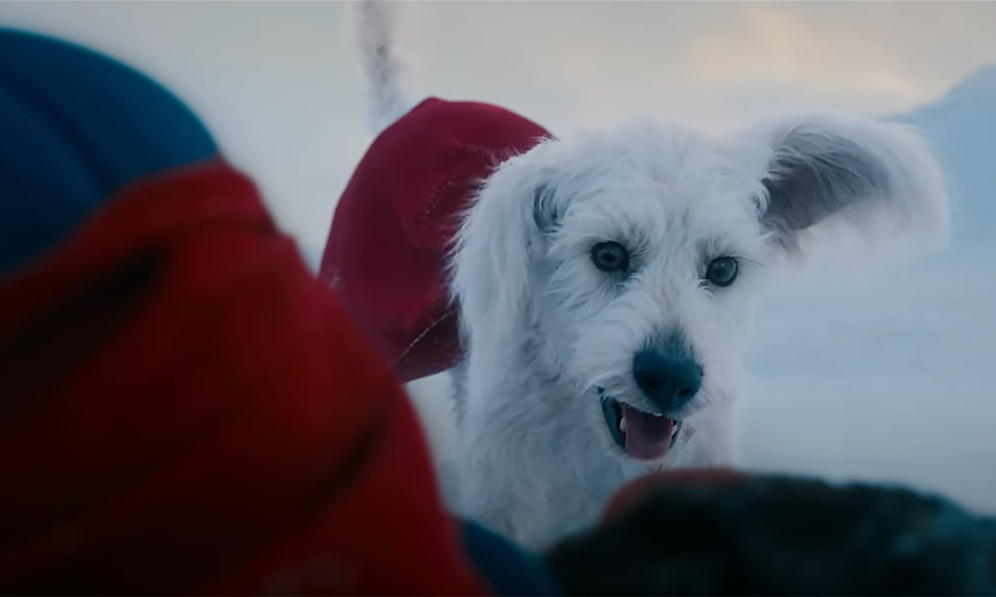 An image of Krypto from Superman